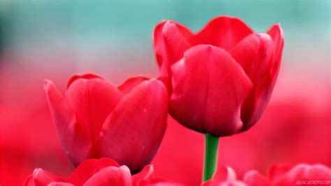 10 Wallpaper Bunga Tulip Merah | Deloiz Wallpaper