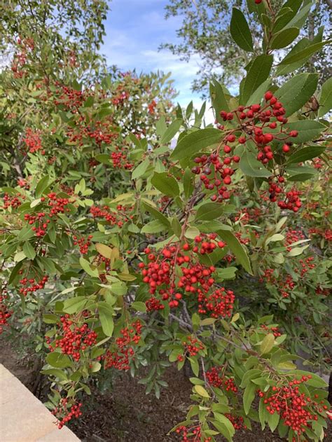 Found a large bush with many red berries growing on a hillside behind ...