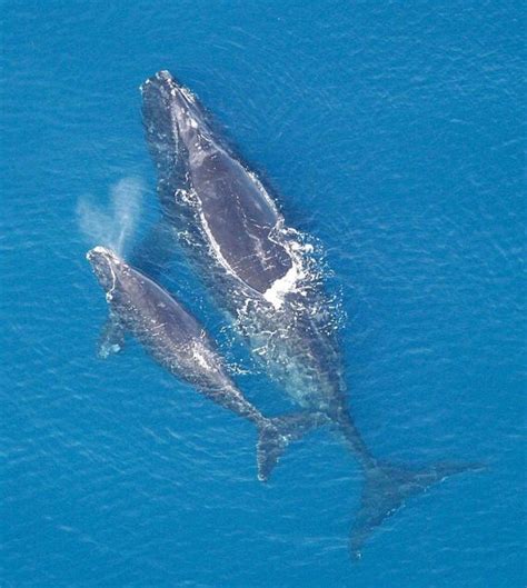 The “Right” Whale to Save – State of the Planet