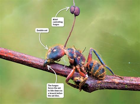 Ophiocordyceps Unilateralis Life Cycle