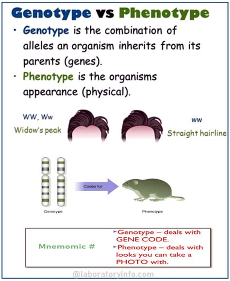 Difference Between Phenotype and Genotype - Laboratoryinfo.com