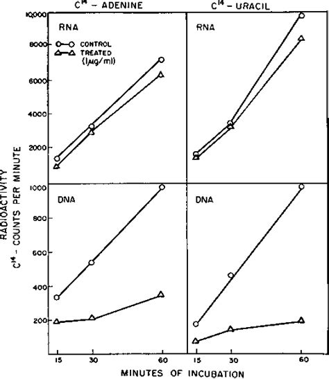 Figure 3 from Mechanism of Action of Nalidixic Acid on Escherichia coli ...