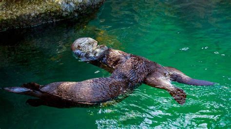 Sea Otter – Facts, Size, Habitat, Pictures