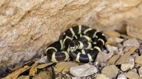 Full List of California King Snake Morphs - Embora Pets