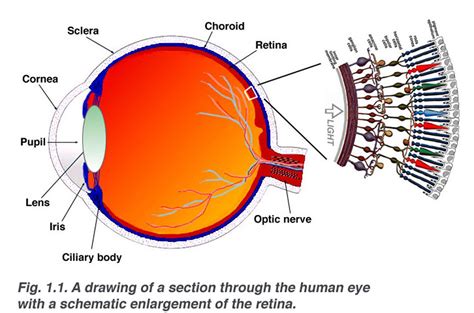 Simple Anatomy of the Retina by Helga Kolb – Webvision