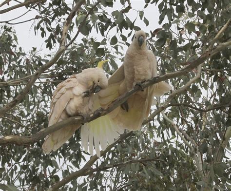 pink cockatoos | BIRDS in BACKYARDS