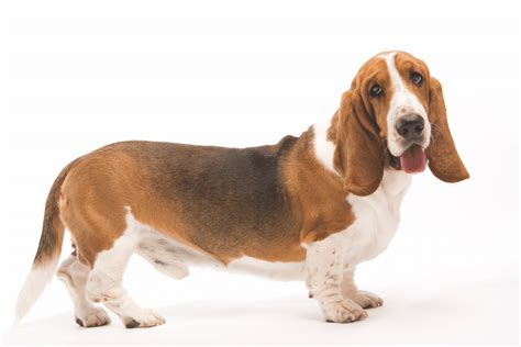 Basset Hound Breed Info: Facts, Traits & Pictures – Dogster