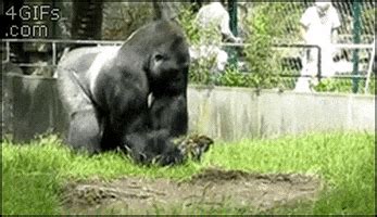 Angry Gorilla GIF - Find & Share on GIPHY