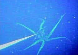 First pictures of live giant squid in its natural habitat | New Scientist