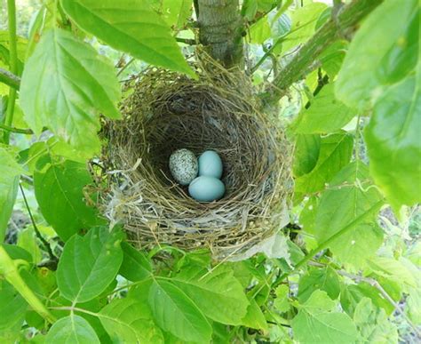 Cowbird egg in a Blue Grosbeak nest | dpwagtail | Flickr