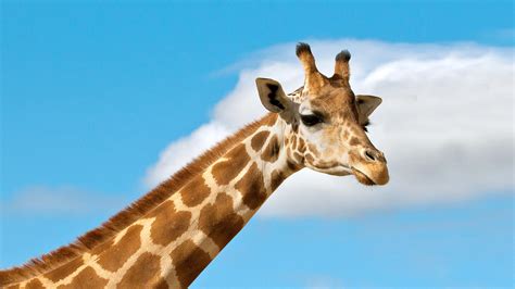 Giraffe | San Diego Zoo Animals & Plants