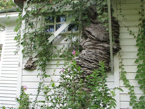 Watch Out For Wasps: Massive Yellow Jacket Nests Spotted In Alabama ...