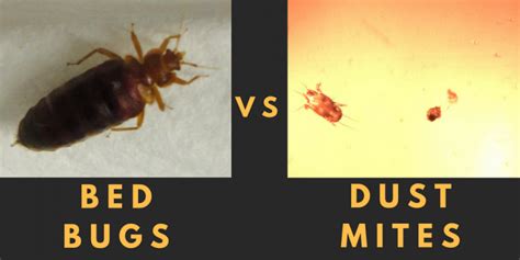 Dust Mite Vs Bed Bugs: What is Different? - All About Dust Mites