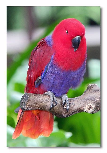 Female Eclectus Parrot | Birds | Pinterest