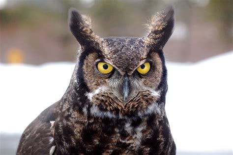 5 Facts About The Great Horned Owl - Including A Winter Baby! - Jake's ...