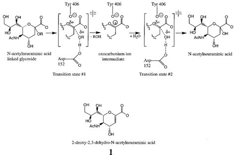 Possible enzymatic reaction mechanism for influenza virus... | Download ...