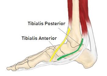 Foot & Ankle Tendons: Anatomy, Function & Injuries (2022)