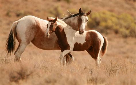 Horse Desktop Backgrounds - Wallpaper Cave