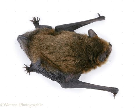 Juvenile Pipistrelle Bat photo WP20143