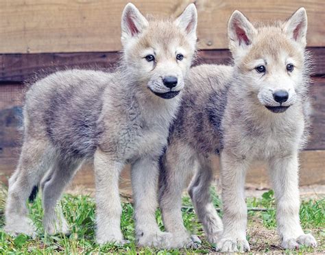 New pups coming soon to wolf center - The Timberjay