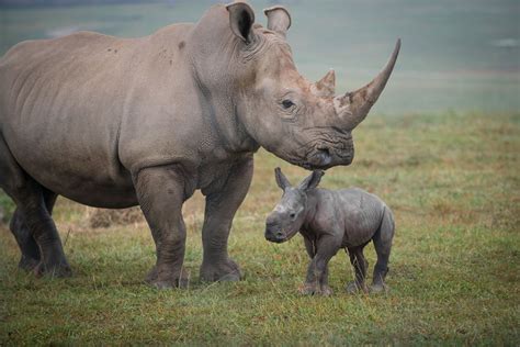 New Baby Rhino At The Wilds Is Very Excited To Go For A Walk With Her ...