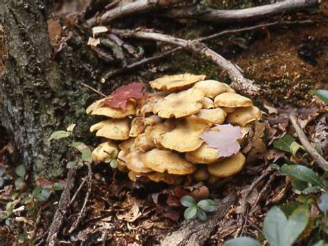 Armillaria mellea | Wood Decay Fungi of Living Trees