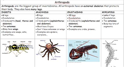 Science and Physical Education: Invertebrate animals classification