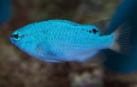 Blue devil damselfish: care guide & facts | Saltwater Aquarium Blog