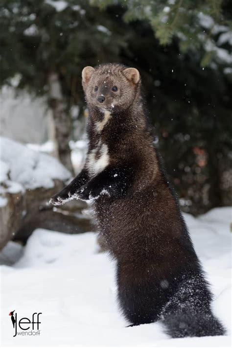 Wildlife Photography – Fisher Cats | Jeff Wendorff's Photography Blog