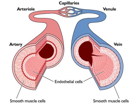 the endothelial cells form a one cell thick walled layer called ...