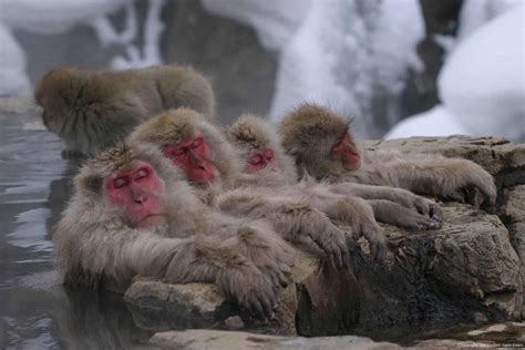 The Ultimate Guide to Japanese Snow Monkeys - Hakuba