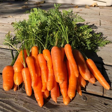 Danvers Carrot Seeds – SeedCatalog.com