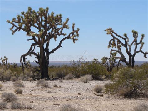 Some Trees in the Desert in Nevada Stock Image - Image of tree, nevada ...