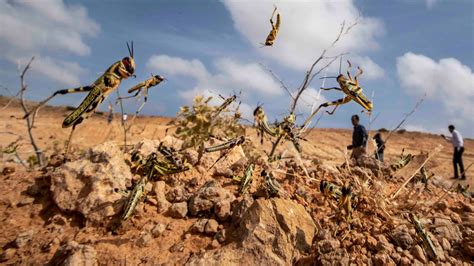 City-Sized Locust Swarms are Expanding Across East Africa and ...