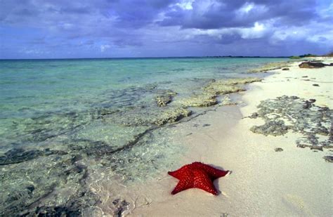 Starfish on the beach | Beach, Travel, Starfish