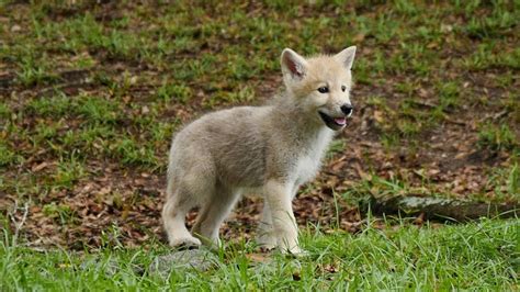 Arctic Wolf Puppies Go Exploring For The First Time - Cute Puppies Videos