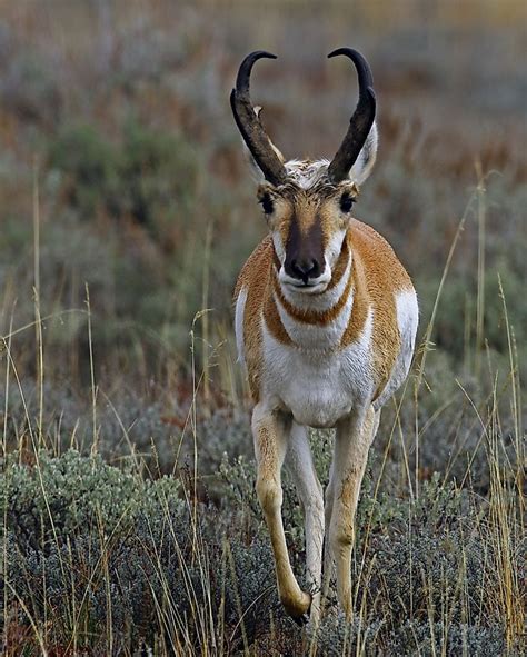 Pronghorn Antelope