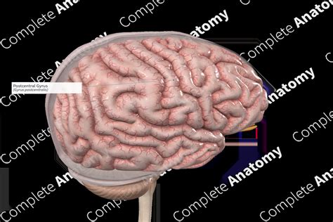 Postcentral Gyrus | Complete Anatomy