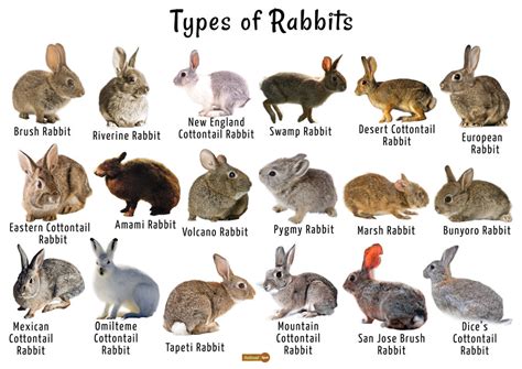 Rabbit - Facts, Description, Food Habits, Pet Care and Pictures