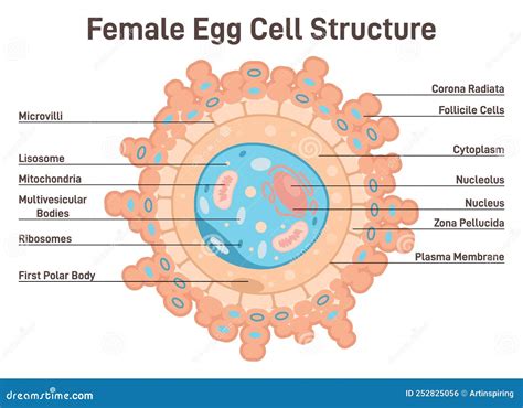 The Ovum Labeled Diagram Stock Illustration Adobe Stock, 45% OFF