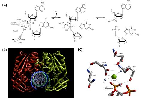 6.7: Enzymatic Reaction Mechanisms - Biology LibreTexts