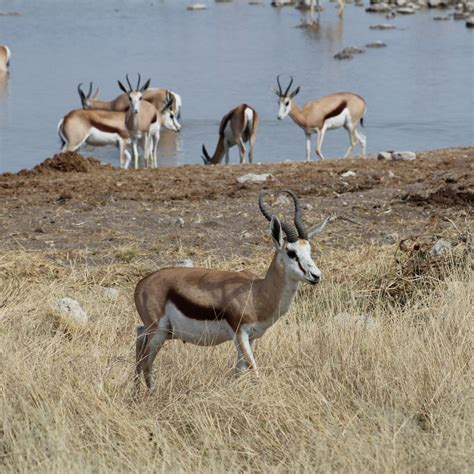 Africa's Most Common Antelope | Sports Afield