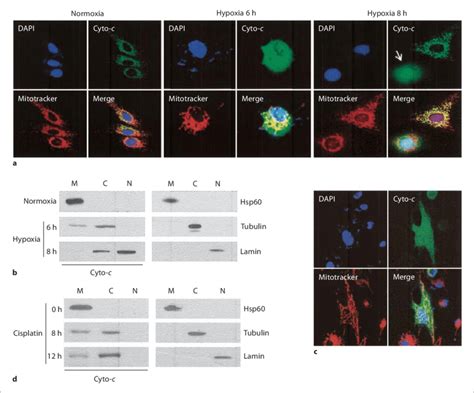 Nuclear translocation of cytochrome c during hypoxiainduced apoptosis ...