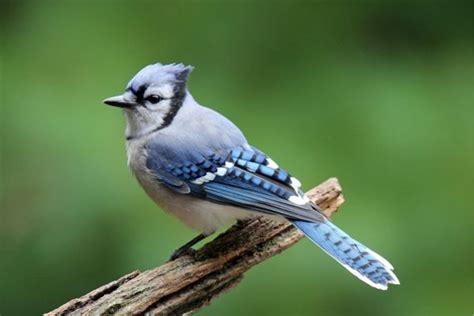 Decoding Blue Jay Sounds: Why do blue jays squawk?