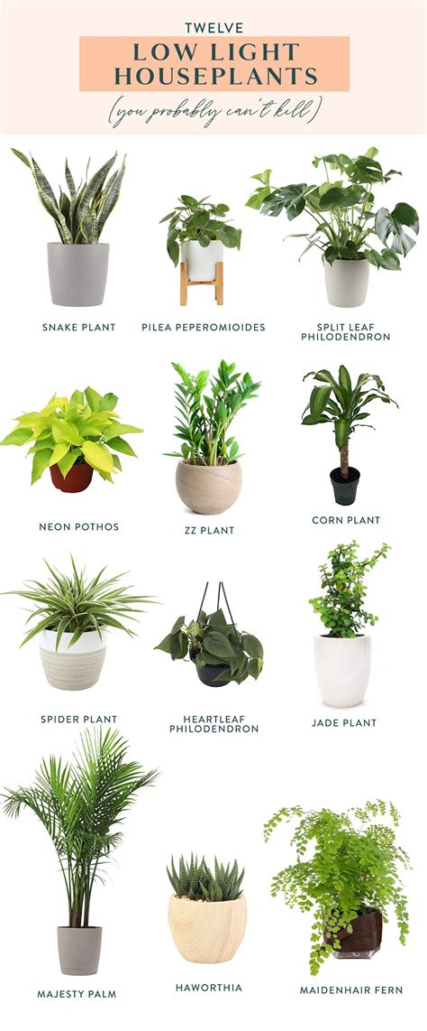 Twelve Low Light Indoor Plants You Probably Can't Kill