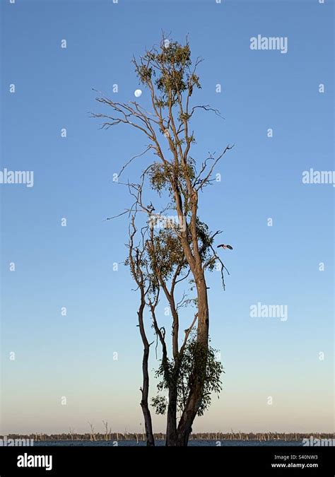 Yarrawonga, Lake Mulwala, Lake, moon, eucalyptus tree, sunset, nature ...