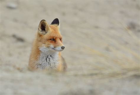 Vos / fox | Patrick van der Ven | Flickr