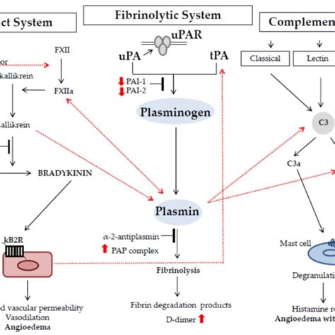 Links between the fibrinolytic system, the contact system, and the ...