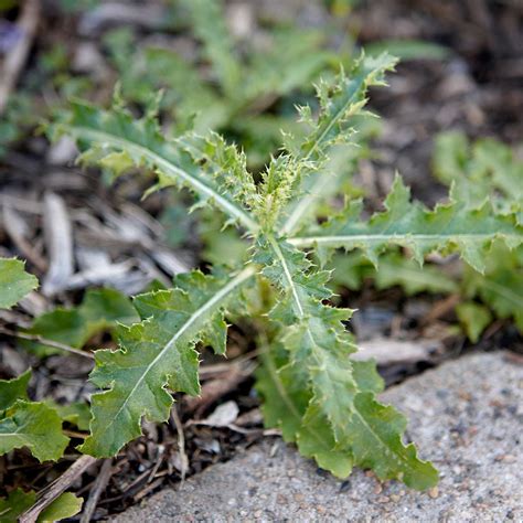 Natural Weed Killers and Preventatives on Amazon | Better Homes & Gardens