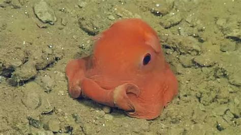 'Adorabilis' octopus on display at Monterey Bay Aquarium